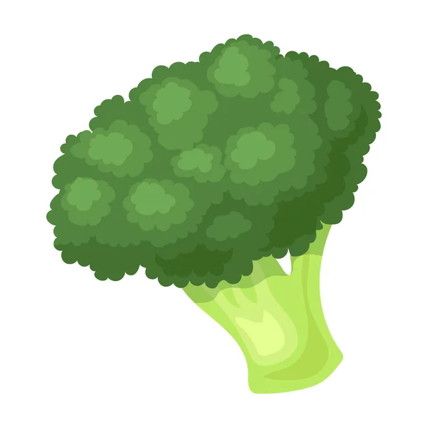 Icona vettoriale Broccoli. Icona vettoriale dei cartoni animati isolata su sfondo bianco broccoli . — Vettoriale Stock