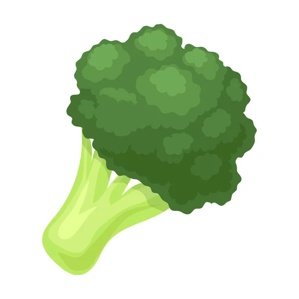 Ícone de vetor de brócolis icon.Cartoon isolado no fundo branco brócolis . — Vetor de Stock