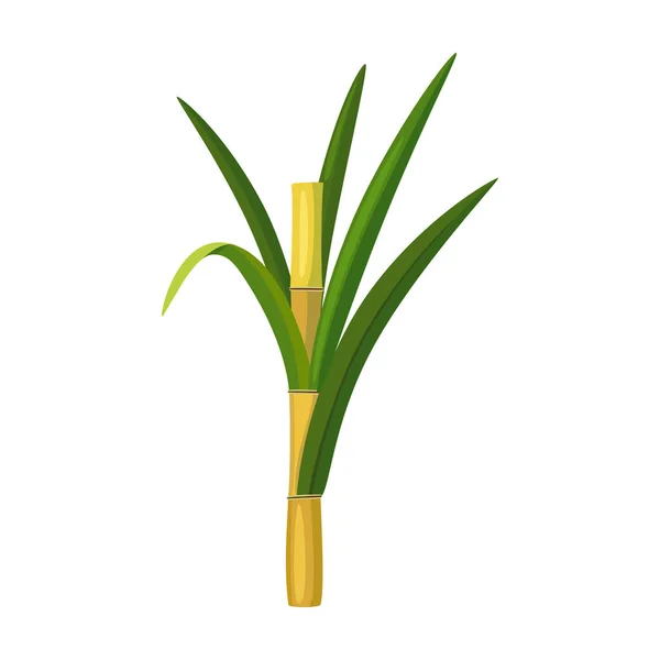 Стебельный сахарный тростник векторная икона. Мультфильм вектор икона изолированы на белом фоне стебля сахарный тростник . — стоковый вектор