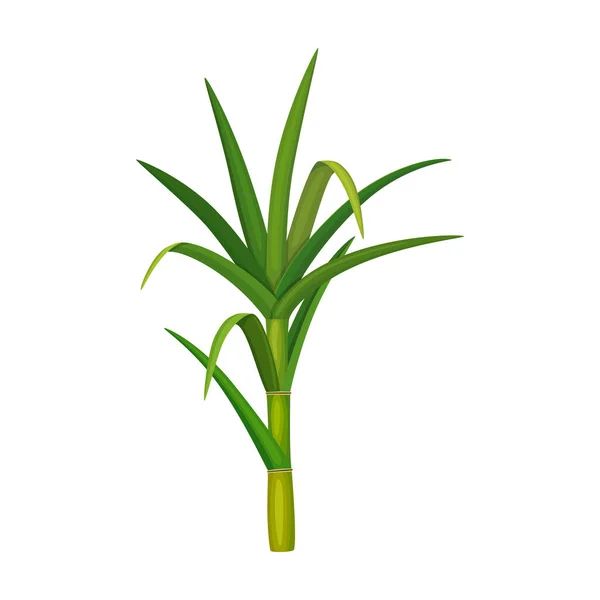 Векторная икона сахарного тростника листьев. Иконка вектора карикатуры выделена на белом фоне сахарного тростника. . — стоковый вектор