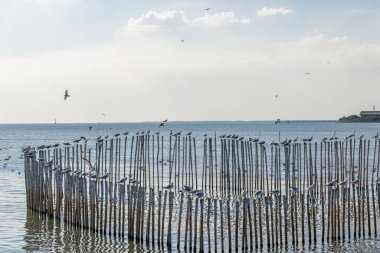 Martı Sibirya 'dan Bangpoo Tayland' a kaçtı.