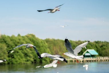 Martı Sibirya 'dan Bangpoo Tayland' a kaçtı.