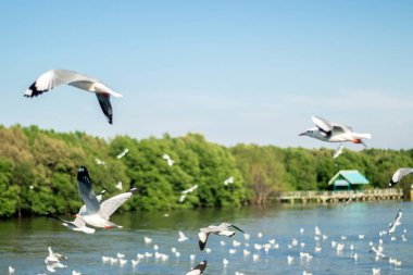 Martı Sibirya 'dan Bangpoo Tayland' a kaçtı.