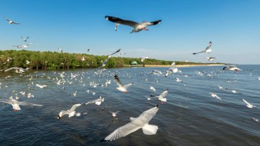 Martı Sibirya 'dan Bangpoo Tayland' a kaçtı.