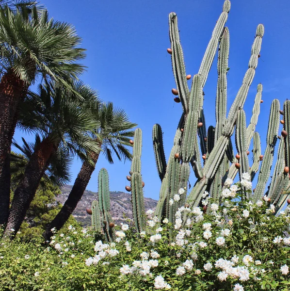 Gigantische cactus op de hemelachtergrond Rechtenvrije Stockfoto's