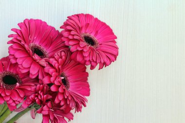 Beyaz bir arka plan üzerinde Lila aster