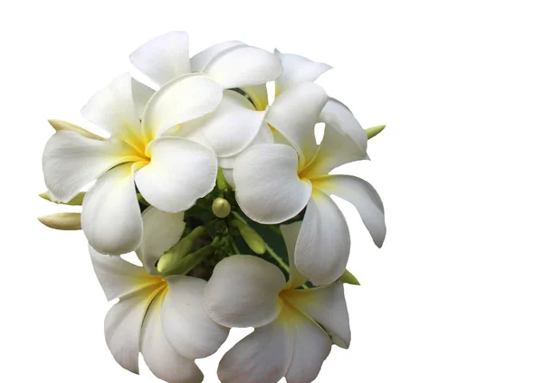 Beyaz bir arka plan üzerinde Plumeria