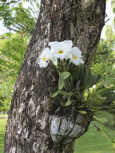 Flower Pots Flower Tree — Stock Photo, Image