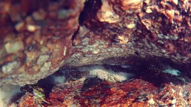 Caranguejos pequenos em um habitat natural . — Vídeo de Stock