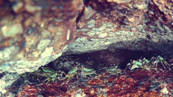 Pequenos caranguejos debaixo da rocha — Vídeo de Stock
