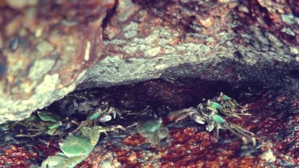 Pequenos caranguejos debaixo da rocha — Vídeo de Stock
