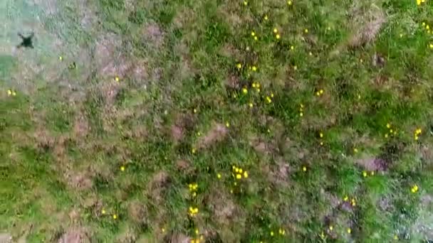 Camera flight over the prairie — Stock Video