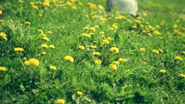 Dandelions sarı çiçekler kesilir