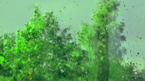 Ветер трясет ствол березы дождя — стоковое видео