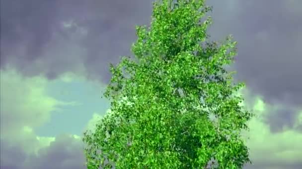 O vento agita o tronco de uma bétula chove — Vídeo de Stock