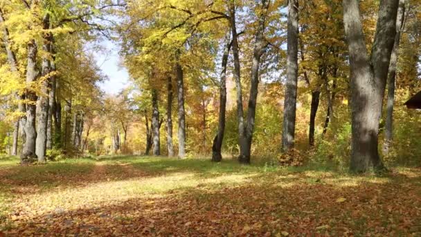 Starým park na podzim — Stock video