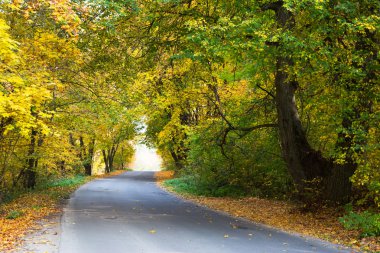 Sonbahar ormanında yol