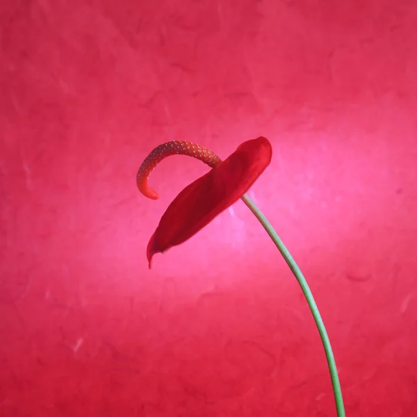 Anthurium bloem op een rode achtergrond — Stockfoto