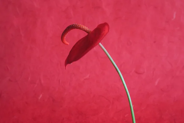 Anthurium Blume auf rotem Hintergrund — Stockfoto