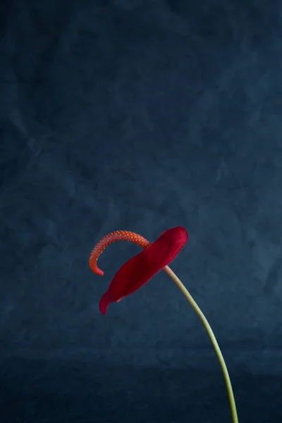 Fiore di Anthurium su sfondo scuro — Foto Stock