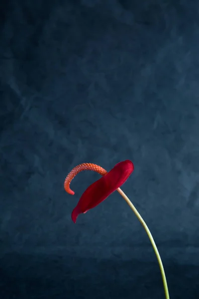 Anthurium Blume auf dunklem Hintergrund — Stockfoto
