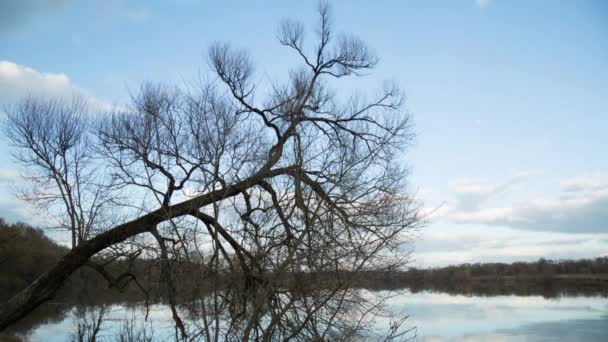 Arbre sur la rive, paysage temps tours — Video