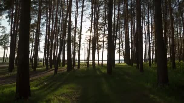 Coucher de soleil dans la forêt. Paysage des tours de temps — Video