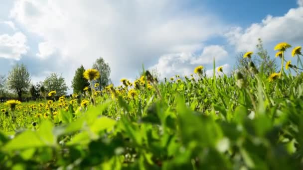 タンポポの芝生上の雲の動き。時間周風景 — ストック動画