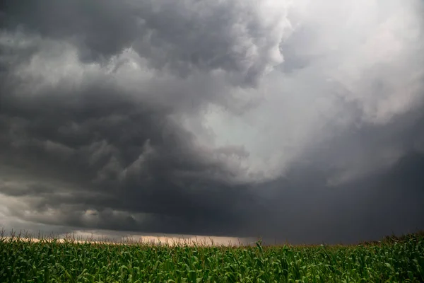 Буря над кукурудзяним полем — стокове фото