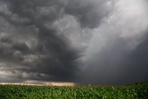 Bouře nad pole kukuřice — Stock fotografie