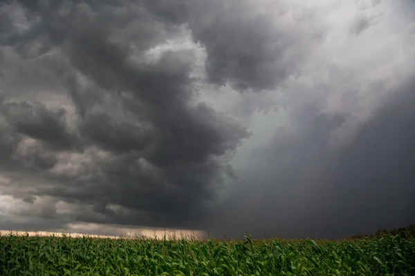 Bouře nad pole kukuřice — Stock fotografie