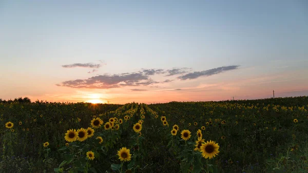 ヒマワリとフィールドに沈む夕日 — ストック写真