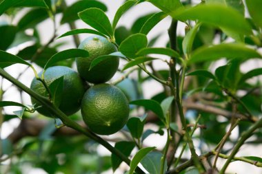 Kireç büyüyen ile ağaç