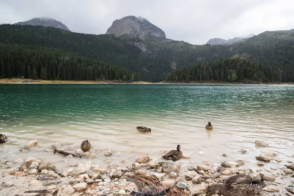 Bulutlu bir günde güzel dağ gölde. Siyah Lake Karadağ