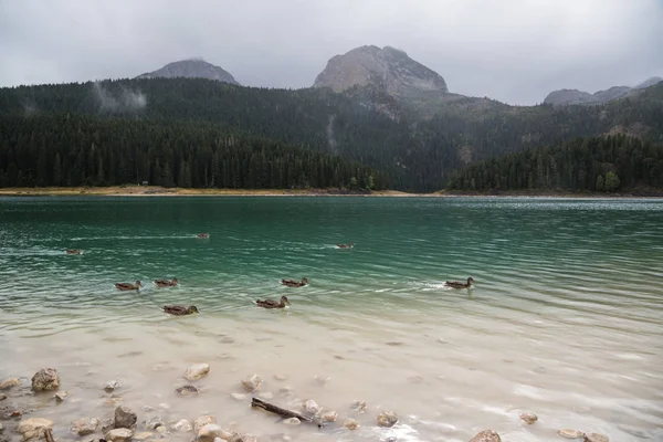 Bulutlu bir günde güzel dağ gölde. Siyah Lake Karadağ