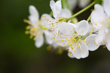Bahar çiçekleri. Çiçek arka planı