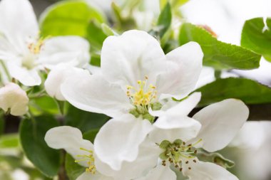Bahar çiçekleri. Çiçek arka planı