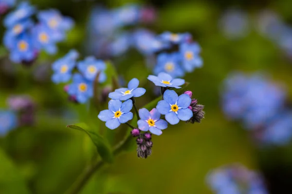 Voorjaarsbloemen Bloemen Achtergrond — Stockfoto