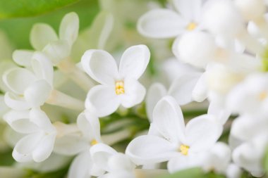 Leylak çiçekleri kapanıyor. Çiçek arka planı