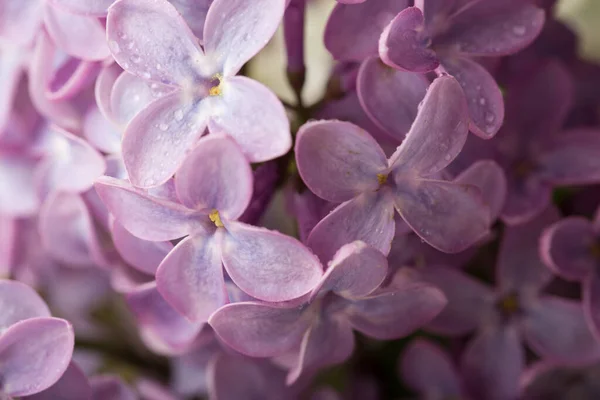 Lilac Flowers Close Floral Background — Stock Photo, Image