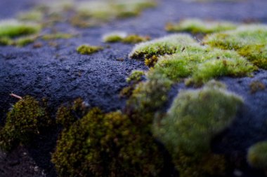 Arkaplan ya da taş dokusu ve beyaz lekeli yeşil yosun. Eski binanın ön cephesi. Bitki. Flora..