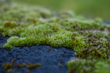 Arkaplan ya da taş dokusu ve beyaz lekeli yeşil yosun. Eski binanın ön cephesi. Bitki. Flora..