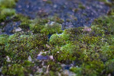 Arkaplan ya da taş dokusu ve beyaz lekeli yeşil yosun. Eski binanın ön cephesi. Bitki. Flora..