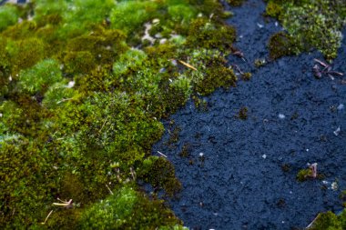 Arkaplan ya da taş dokusu ve beyaz lekeli yeşil yosun. Eski binanın ön cephesi. Bitki. Flora..