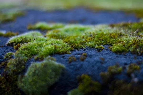 白斑石绿苔藓的背景或质地 旧建筑的立面 弗洛拉 — 图库照片