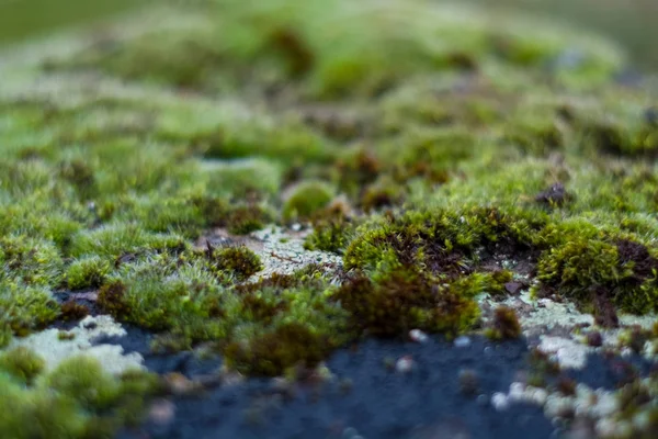 Fondo Textura Piedra Musgo Verde Con Manchas Blancas Fachada Del — Foto de Stock