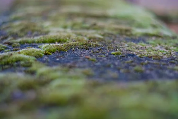 Fond Texture Pierre Mousse Verte Avec Des Taches Blanches Façade — Photo