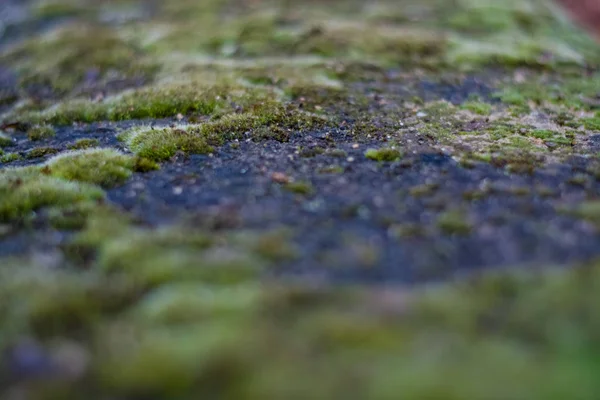 Fundo Textura Pedra Musgo Verde Com Manchas Brancas Fachada Antigo — Fotografia de Stock