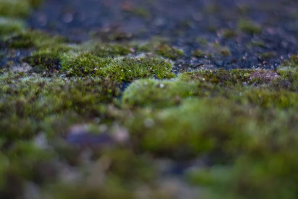 Background Texture Stone Green Moss White Spots Facade Old Building — Stock Photo, Image