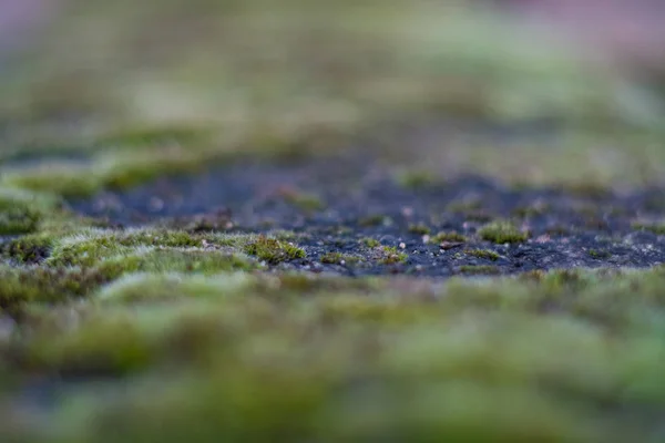 白斑石绿苔藓的背景或质地 旧建筑的立面 弗洛拉 — 图库照片